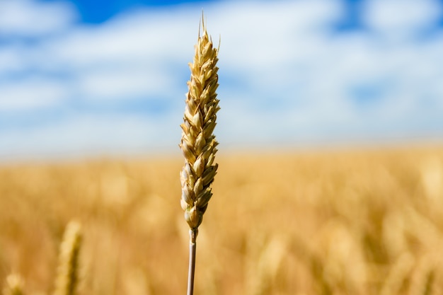 Primo piano della spiga di grano gialla matura