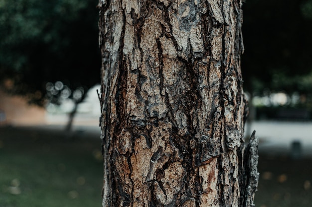 Primo piano della struttura dell'albero di corteccia naturale di legno organico all'aperto