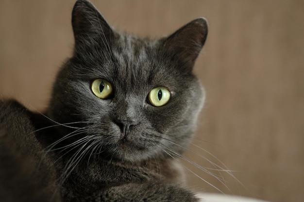 Primo piano della testa del gatto British Shorthair con gli occhi verdi su sfondo marrone