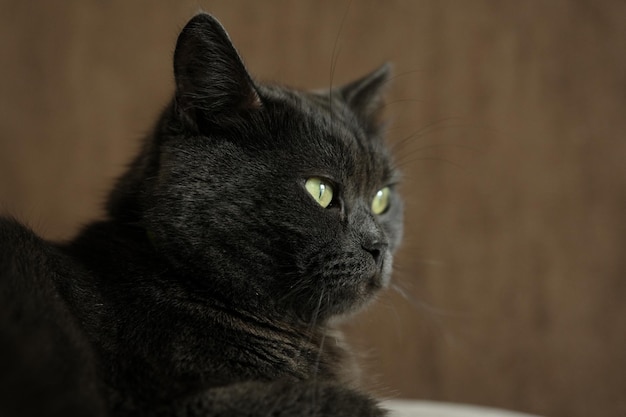 Primo piano della testa del gatto British Shorthair con gli occhi verdi su sfondo marrone