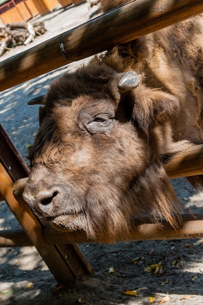 Primo piano della testa di bufalo