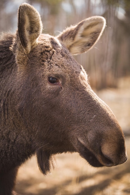 Primo piano della testa di un alce con pelliccia marrone nella riserva forestale