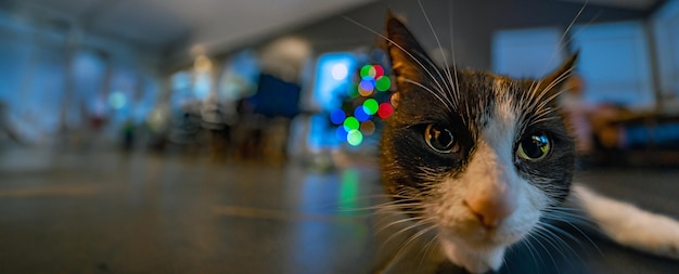 Primo piano della testa di un gatto bianco e nero dall'Islanda che fissa la telecamera con gli occhi spalancati