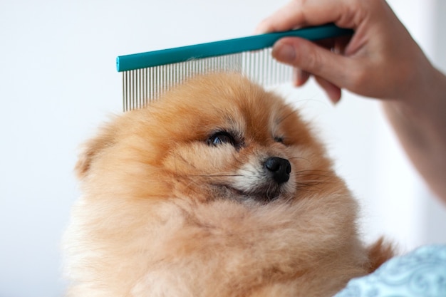 Primo piano della testa di un piccolo Pomerania arancione con un bel cappotto il braccio superiore di un Pomerania con un pettine.