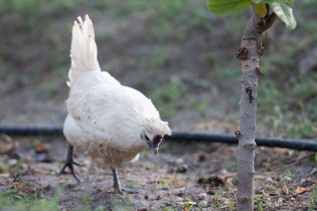 primo piano della testa di un pollo