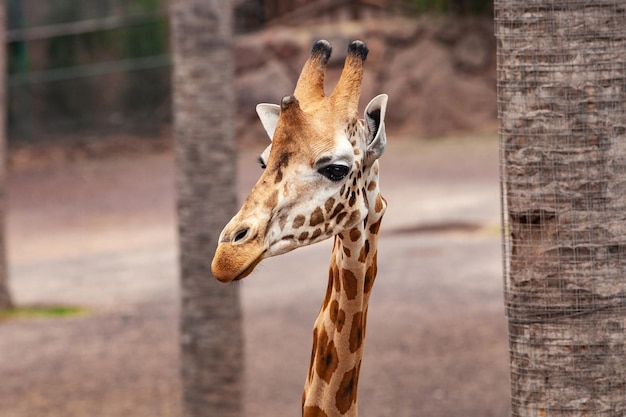 primo piano della testa di una bella giraffa