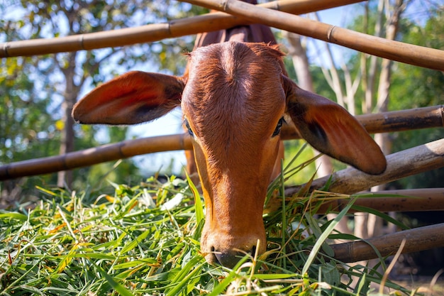 Primo piano della testa di una mucca marrone in un paddock in un allevamento di bovini da carne la mucca che mangia erba fresca