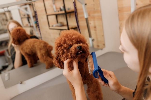 Primo piano della toelettatura femminile che spazzola i capelli del cane barboncino Teacup con il pettine dopo il bagno al salone di toelettatura Parrucchiere per animali domestici che fa acconciatura nella clinica termale veterinaria