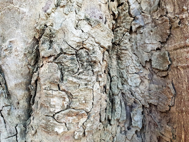 Primo piano della trama della corteccia d'albero