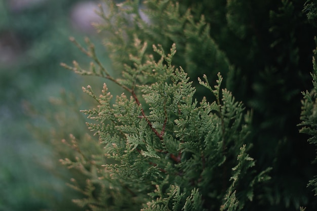 Primo piano della trama verde brillante della vegetazione naturale degli aghi dell'albero di Thuja Messa a fuoco selettiva