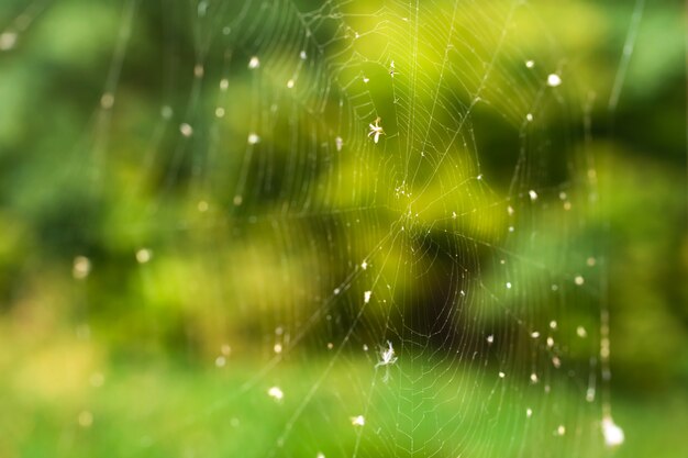 Primo piano della trappola della ragnatela su un fondo della foresta verde