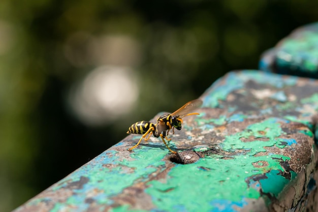 Primo piano della vespa Motivo giallo sul corpo nero della vespa Sfondo sfocato