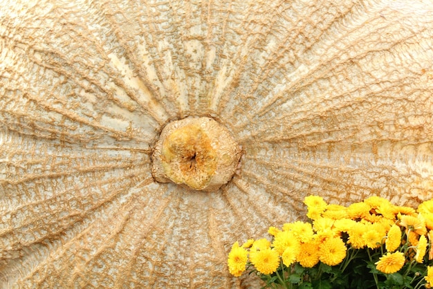 Primo piano della zucca organica variopinta sulla fiera agricola. Raccolta del concetto di tempo autunnale. Giardino f