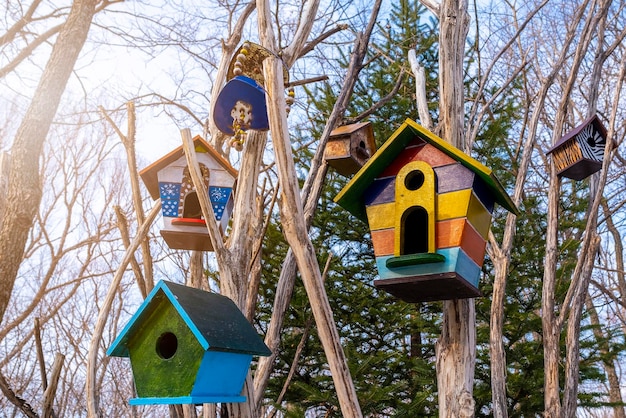 Primo piano delle casette per gli uccelli su una casa dell'uccello dell'albero Foto di alta qualità
