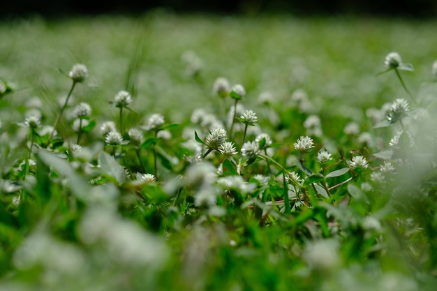 primo piano delle erbacce. sfondo sfocato naturale. fiore di erba selvatica.