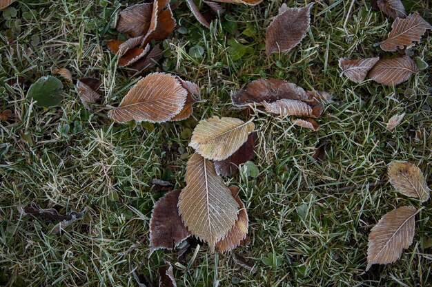 Primo piano delle foglie d'autunno, sfondo naturale