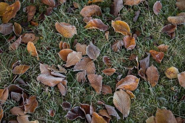 Primo piano delle foglie d'autunno, sfondo naturale