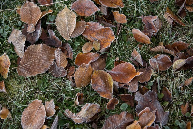 Primo piano delle foglie d'autunno, sfondo naturale