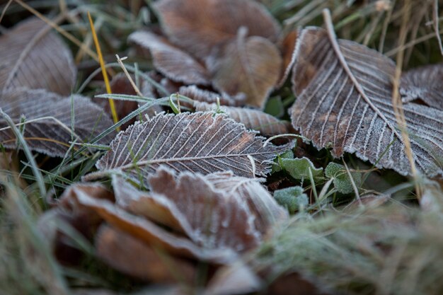 Primo piano delle foglie d'autunno, sfondo naturale