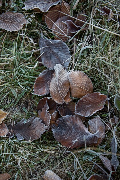 Primo piano delle foglie d'autunno, sfondo naturale