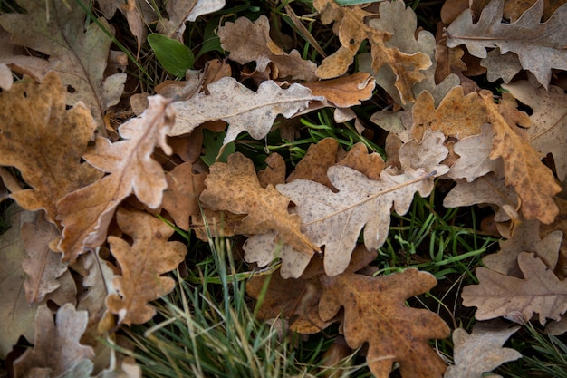 Primo piano delle foglie d'autunno, sfondo naturale