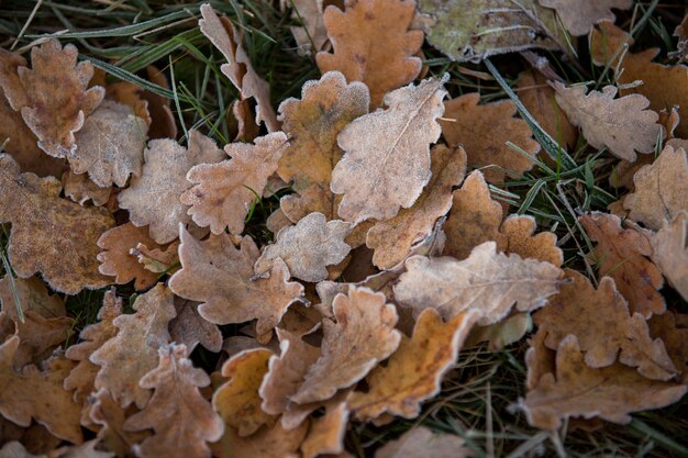 Primo piano delle foglie d'autunno, sfondo naturale