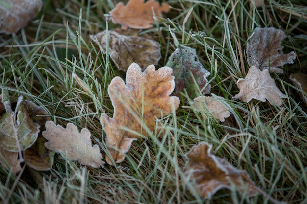 Primo piano delle foglie d'autunno, sfondo naturale