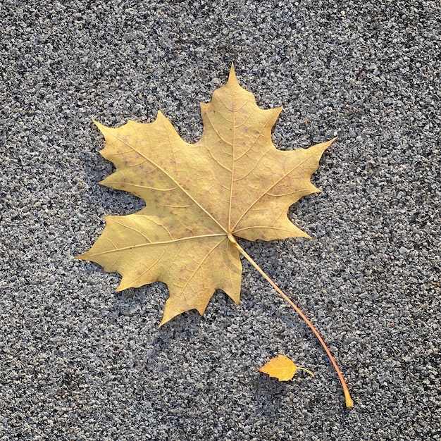 Primo piano delle foglie di acero di autunno sulla strada asfaltata