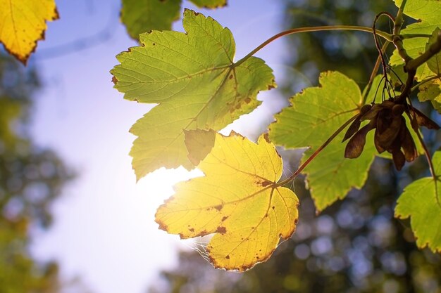 Primo piano delle foglie di autunno sullo sfondo del sole della foresta del parco del cielo