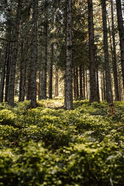 Primo piano delle foglie di felce Scena della foresta oscura Alberi di abete sullo sfondo Foresta di felci