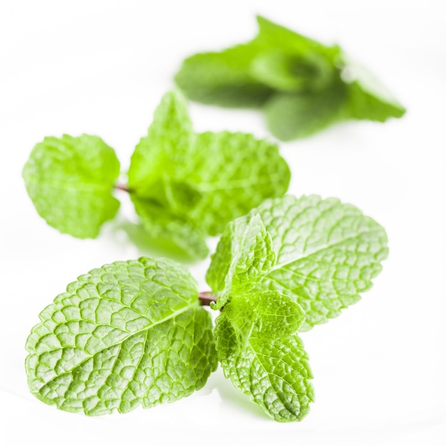 Primo piano delle foglie di menta isolato su bianco