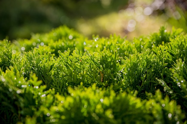 Primo piano delle foglie di natale verdi degli alberi del thuja. Sfondo di natura o trama di sfondo. Macro verde di struttura della colomba di Thuja occidentalis. Conifera sempreverde, thuja cinese