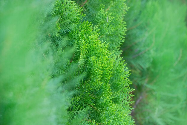 Primo piano delle foglie di pino