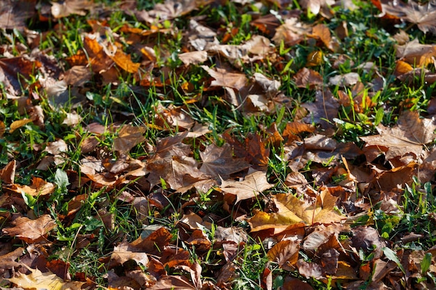 Primo piano delle foglie secche multicolori di autunno che si trovano sulla terra. Concetto di autunno