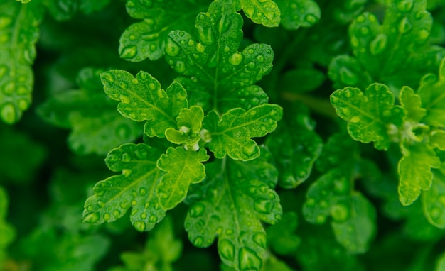 primo piano delle foglie verdi. ci sono gocce di pioggia o rugiada sulle foglie. struttura e sfondo naturali.