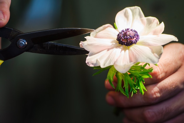 Primo piano delle forbici che tagliano un piccolo fiore