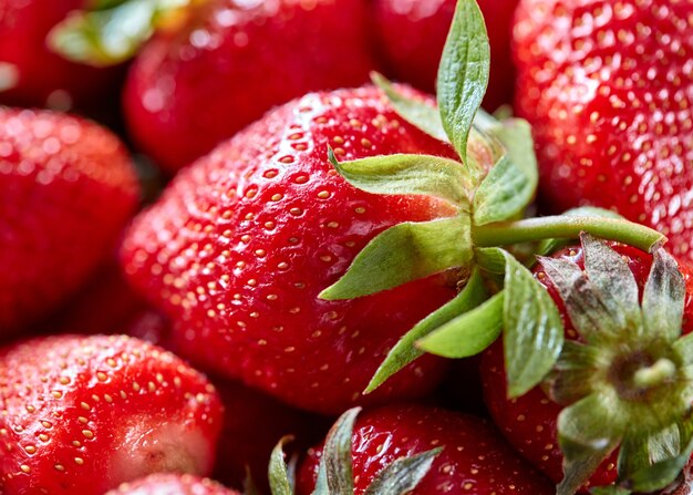 Primo piano delle fragole mature con il fondo sano dell'alimento della bacca appena raccolto organico delle foglie verdi