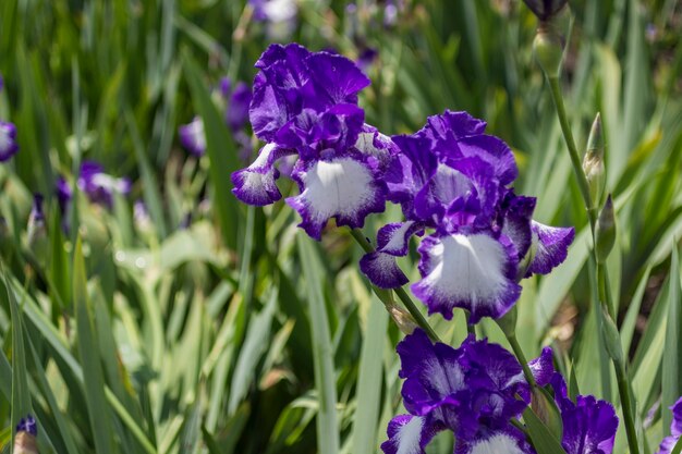 Primo piano delle iridi viola, fiori di primavera nel prato. Sfondo naturale