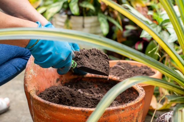 Primo piano delle mani che versano terreno nuovo e fertilizzato in una pentola in cui verrà piantata una nuova pianta