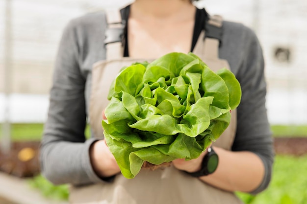 Primo piano delle mani del lavoratore della serra che tengono insalata appena raccolta coltivata in una serra moderna da vendere al supermercato locale. Focus selettivo sulla lattuga coltivata in ambiente idroponico controllato.