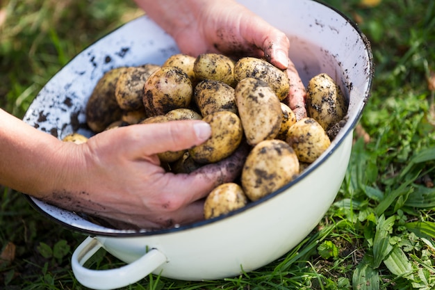 Primo piano delle mani della donna che rimuovono terreno dalle patate