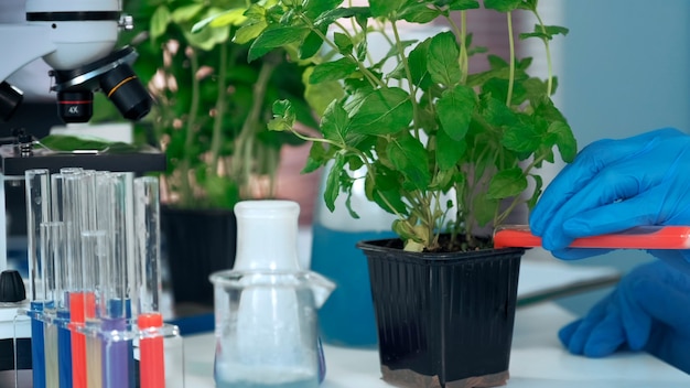 Primo piano delle mani dello scienziato in occhiali di sicurezza che aggiungono liquido alla pianta in vaso ci sono diversi t...