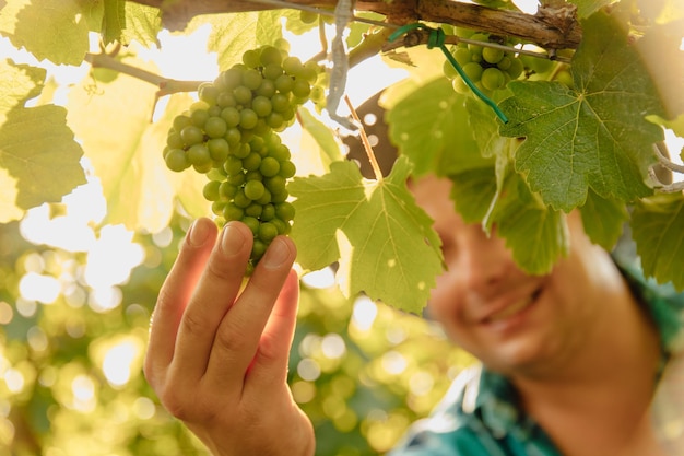 Primo piano delle mani di un agricoltore maschio enologo che tocca l'uva della vite soleggiata giornata estiva vista del raccolto di manzo insp...