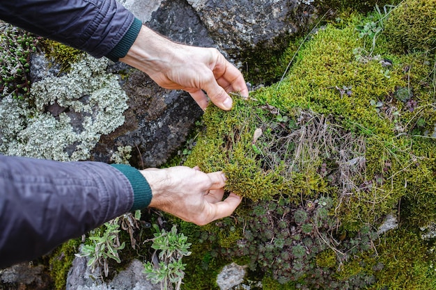Primo piano delle mani di un uomo che strappano il muschio dalle pietre nella foresta