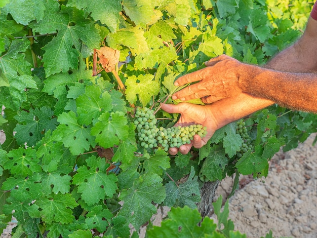 Primo piano delle mani di un vignaiolo o agricoltore che ispeziona la vendemmia Mani degli uomini e concetto di vite agricoltura