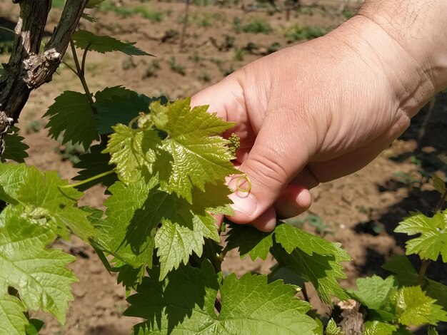 Primo piano delle mani di un viticoltore o di un agricoltore che ispeziona la vendemmia Mani di uomo e vite Giovani tralci d'uva con infiorescenza e piccole ovaie di uva Vendemmia futura