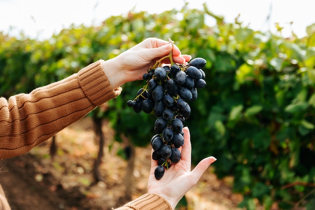 Primo piano delle mani di una donna che tiene la mano del grappolo d'uva rossa che tiene la frutta dell'uva nera che raccolgono l'uva in ...