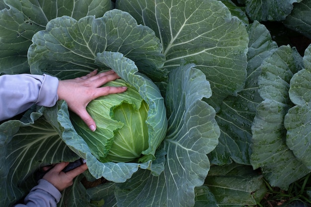 Primo piano delle mani femminili che raccolgono le teste di maturazione del cavolo fresco verde che crescono nel campo dell'azienda agricola