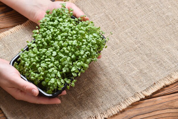 Primo piano delle mani femminili in rucola microgreen Home Garden sul davanzale