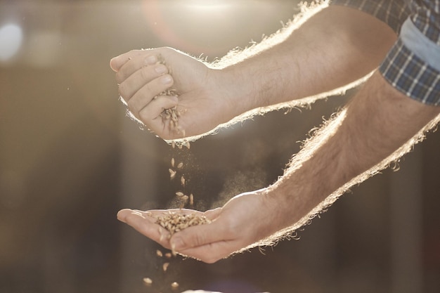 Primo piano delle mani maschili che versano i raccolti di grano alla luce del sole dorata